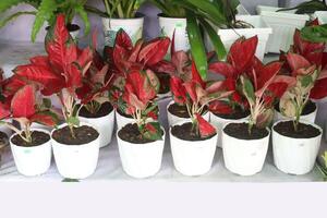 Aglaonema Suksom Jaipong plant on pot photo