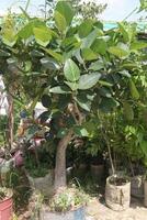 The banyan tree on garden photo
