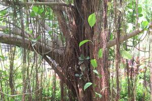 The banyan tree on garden photo