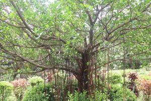 The banyan tree on garden photo