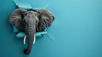 cute african elephant peeking through a hole photo