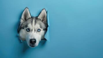 cute alaskan malamute peeking through a hole photo
