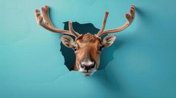 cute caribou peeking through a hole photo