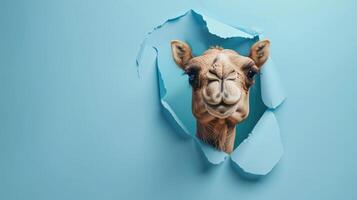 cute camel peeking through a hole photo