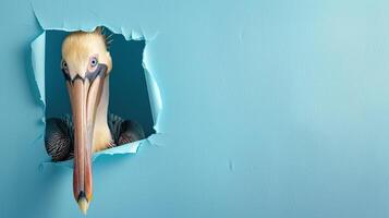 cute brown pelican peeking through a hole photo