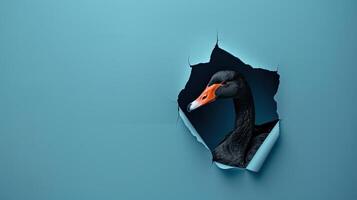 cute black swan peeking through a hole photo