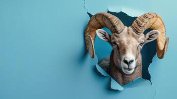 cute bighorn sheep peeking through a hole photo