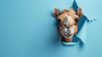 cute bactrian camel peeking through a hole photo