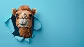 cute bactrian camel peeking through a hole photo