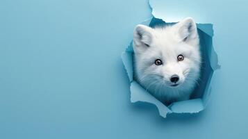cute arctic fox peeking through a hole photo