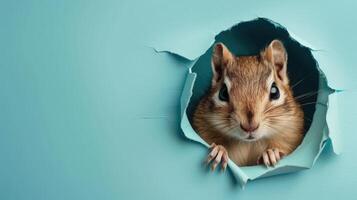cute chipmunk peeking through a hole photo