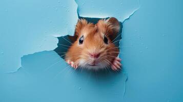cute cavy peeking through a hole photo