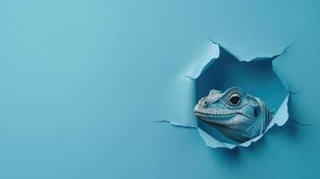 cute imago peeking through a hole photo