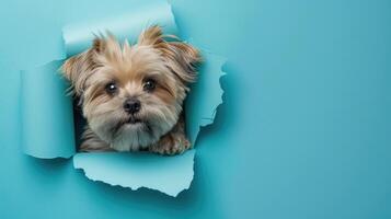 cute lhasa apso peeking through a hole photo
