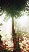 Panoramic view of the majestic evergreen forest in a morning fog video