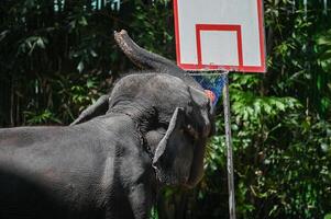 Elephant Playing Basketball at Safari World. photo