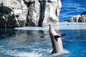 Dolphin show at the zoo. photo