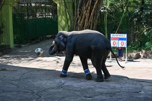 Elephant Playing Soccer at Safari World. photo