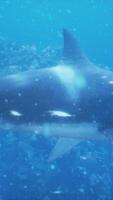 coral reef and an enormous white shark in the view video