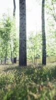 The last rays of the sun filter through the birch forest video