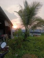 Sunset View Through Palm Trees photo