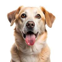 golden retriever dog photo