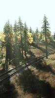 Abandoned railway stretching through a grove of fir trees at dusk video