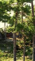 A large rock formation dense with pine trees video