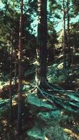 The rugged terrain is home to a hardy coniferous forest, weathering the winds video