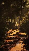 walk through the hazy depths of the jungle video