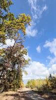Autumn Landscapes Falling leaves in the forest road, floating clouds with space for your text, vertical video