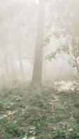 Sun rays flowing through the tree trunks of the evergreen forest video