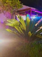 Serene beauty of a small palm tree illuminated in Nighttime mood photo