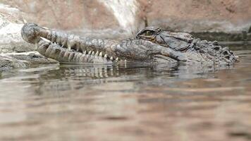 Head of crocodile, false gharial or tomistoma, floating in the river video