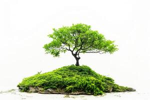 A small green tree growing on a moss-covered mound photo