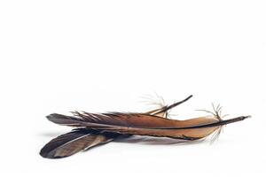 Brown and black feathers on a white background photo