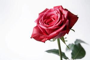 Beautiful red rose on white background photo
