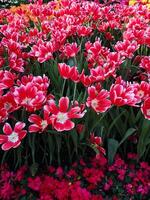 Pink and White Shaded Tulips photo