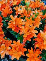Orange Tiger Lillies in Full Bloom photo