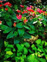 Flamingo Lilly in the Wild, Thailand, Rainforest photo