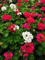 Pink and White Geraniums in Full Bloom photo