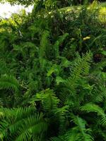 Vibrant Green Ferns i photo