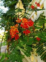 Peacock Flower in full bloom in the city photo