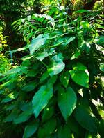 Green Leaves in Dappled Shade photo