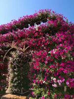 Pink Flower Arch at Tha Phae Gate photo