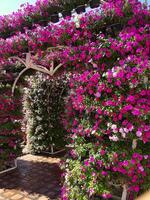 Pink Flower Arch of Tha Phae Gate, Chiang Mai, Thailand photo