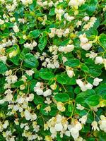 White Begonia Plant in Full Bloom photo