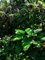 Philodendron in the Shadows photo