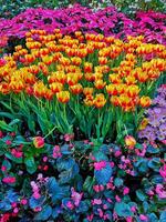 A Trio of Vibrant Flowers photo