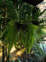 Hanging Fern of Chiang Mai, Thailand photo